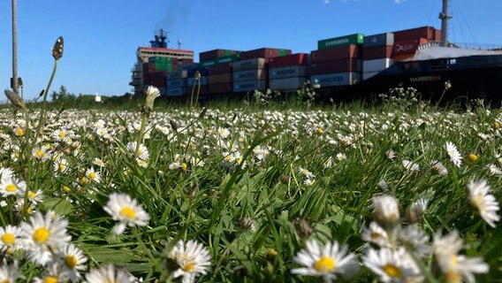 Viele Gänseblümchen sprießen am NOK aus dem Boden, im Hintergrund fährt ein Containerschiff vorbei. © Hans Stange Foto: Hans Stange
