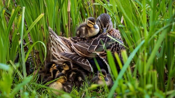 Eine Ente sitzt mit zehn Küken im Schilf an einem See. © Karin Bräunert Foto: Karin Bräunert