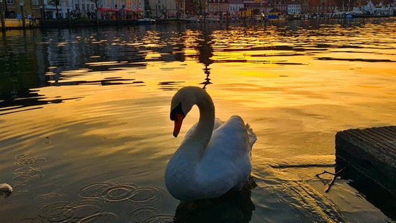 Ein Schwan schwimmt bei Dämmerung im Flensburger Hafen. © Elisabeth Ludwig Foto: Elisabeth Ludwig