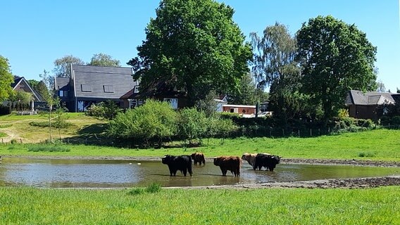 Galloways stehen in einem neu gebildeten See. © Marita Volkmann Foto: Marita Volkmann