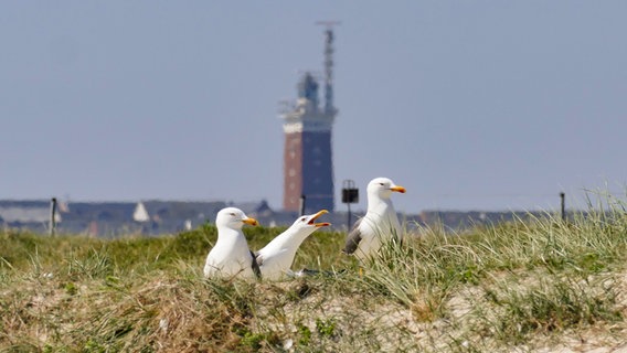 Drei Möwen sitzen vor dem Helgolander Leuchtturm in den Dünen. © Stefan Hinz Foto: Stefan Hinz