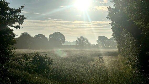 Ein Reh im Feld bei Sonnenaufgang. © Levke Johannsen Foto: Levke Johannsen