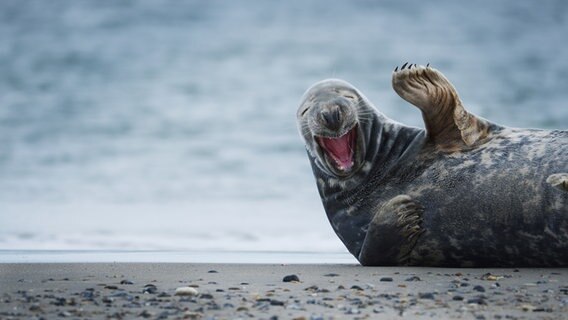 Robbe liegt am Strand und winkt frech in die Kamera. © Björn Meier Foto: Björn Meier