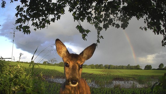 Eine neugierige Ricke steht vor einem Regenbogen auf dem Feld. © Miroslaw Vorpahl Foto: Miroslaw Vorpahl
