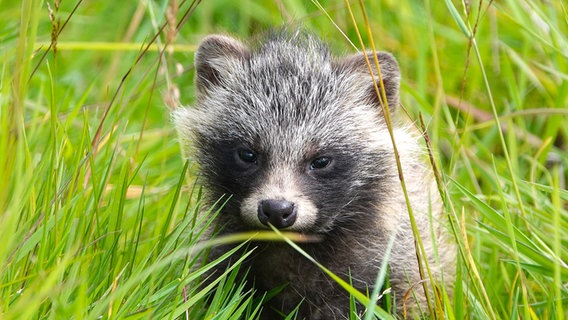 Ein junger Marderhund in der Wiese. © Frank Dreves Foto: Frank Dreves