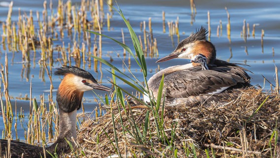 Zwei Haubentaucher mit ihrem Küken am Ufer des Beltringharder Koogs. © Peter Kuhr Foto: Peter Kuhr