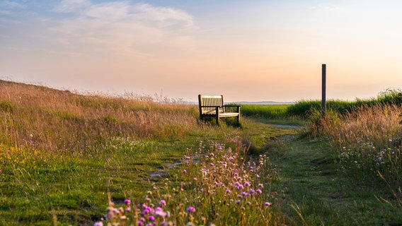 Eine Bank steht bei Sonnenaufgang auf einer Wiese. Davor sind Blumen zu sehen. © Karin Bräunert Foto: Karin Bräunert