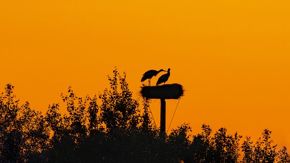 Die Silhouette von zwei Störchen vor einem orangenen Sonnenuntergang. © Peter Kuhr Foto: Peter Kuhr