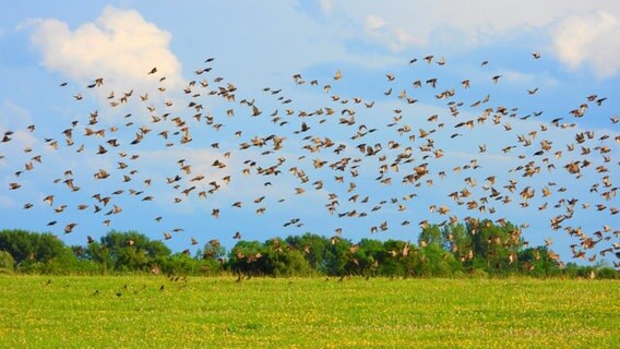 Eine Vielzahl Stare fliegt am Himmel über dem Schönberger Strand. © Susanne Kreding Foto: Susanne Kreding