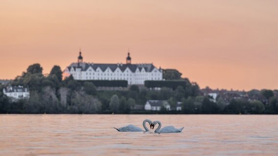 Zwei Schwäne bilden eine Herzform vor dem Schloss Plön. © Andreas Thomsen Foto: Andreas Thomsen