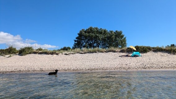 Ein schwarzer Dackel steht im Wasser in Ufernähe. Im Hintergrund ist der Strand mit Sonnenschirm und Strandhandtuch zu sehen. © Andrea Dickel Foto: Andrea Dickel