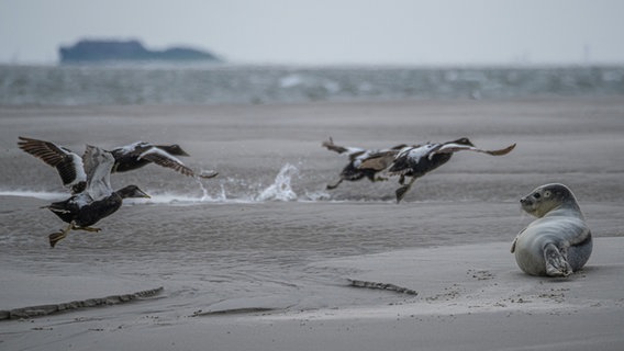 Ein junger Seehund und Eiderenten auf einer Sandbank im Wattenmeer. © Gesine Schönborn Foto: Gesine Schönborn