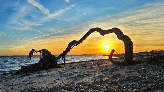 Ein Baumstamm krümmt sich an der Eckernförder Bucht bei Abendstimmung. © Susanne Richter Foto: Susanne Richter