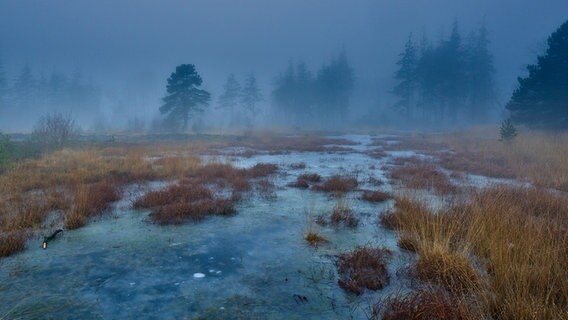 Die Bordelumer Heide im Morgennebel. © Reinhard Wehrenbrecht Foto: Reinhard Wehrenbrecht
