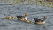 Zwie Graugänse und ihre Küken Schwimmen im Beltringharder Koog. © Hans Jessen Foto: Hans Jessen