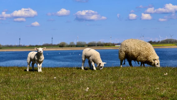 Drei Schafe stehen in der Sonne auf dem Deich in Schlüttsiel (Nordfriesland) © Carsten Stolle Foto: Carsten Stolle