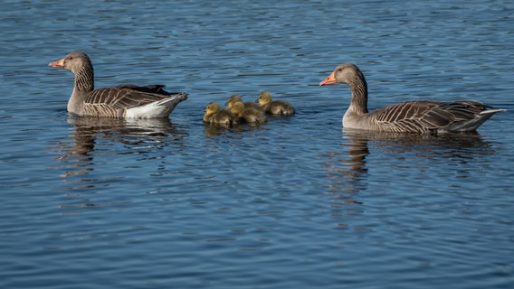 Graugänse mit ihren Küken schwimmen auf dem Einfelder See bei Mühbrook. © Ralf Denguth Foto: Ralf Denguth