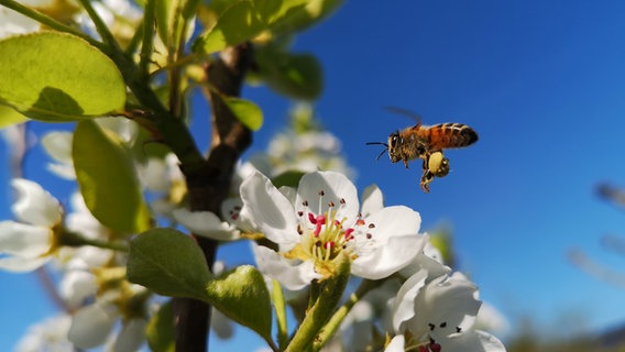 Eine Biene fliegt um die Blüten eines Obstbaumes. © Kristina Puck Foto: Kristina Puck