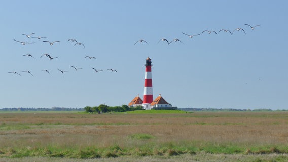 Um den Leuchtturm Westerheversand fliegt ein Schwarm Vögel. © Stefan Hinz Foto: Stefan Hinz