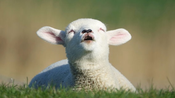 Ein schläfriges Lamm liegt auf einer Wiese. © Korinna Neef Foto: Korinna Neef