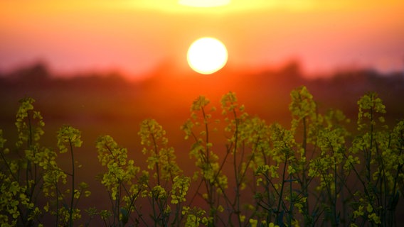 Rapsblüten werden im Sonnenuntergang orange angeleuchtet. © Helma Johannsen Foto: Helma Johannsen
