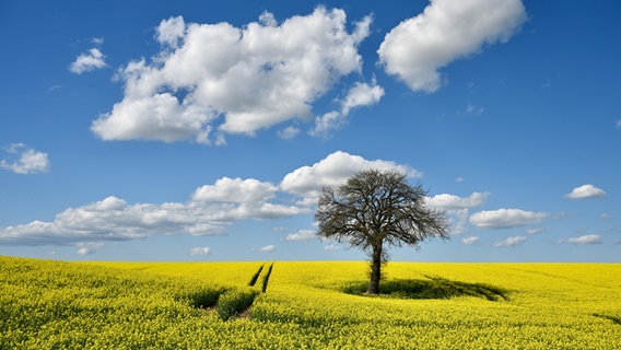 Ein Baum steht auf einem gelben Rapsfeld. © Berndt Rathgeber Foto: Berndt Rathgeber