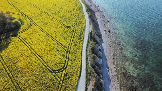 Eine Drohnenaufnahme eines Rapsfeldes direkt an der Brodtener Steilküste gelegen. © Katharina Kaube Foto: Katharina Kaube