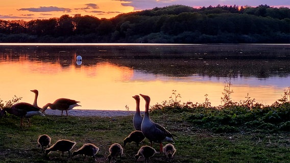 Gänse und Gänseküken bei Sonnenuntergang am Einfelder See. © Sabine Maaß Foto: Sabine Maaß