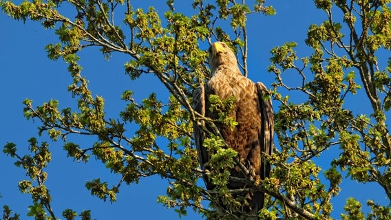 Ein Seeadler sitzt auf einem Baum und guckt von oben in die Kamera. © Petra Zühl Foto: Petra Zühl