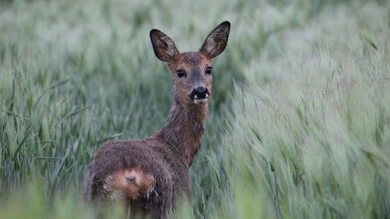 Ein Reh steht im Feld und blickt direkt in die Kamera. © Beno Karnatz Foto: Beno Karnatz