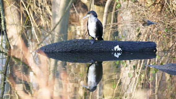 Ein Kormoran beim Rantzauer See in Bramstedt. © Andrea Wolff Foto: Andrea Wolff