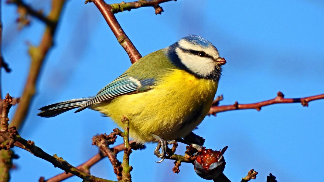 Stunde der Wintervögel: NABU ruft zu Vogelzählung auf