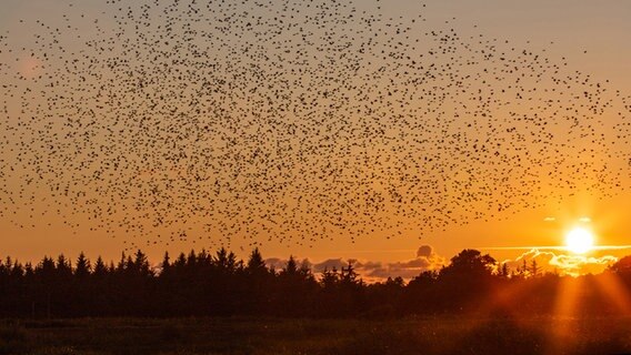 Stare fliegen durch den Sonnenuntergang © Conni Nielsen Foto: Conni Nielsen