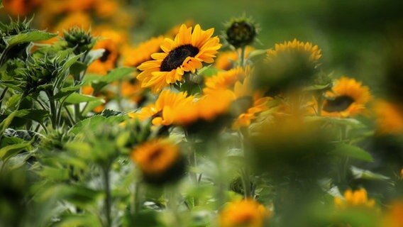 Mehrere Sonnenblumen stehen in einem Feld. © Katrin Hansen Foto: Katrin Hansen