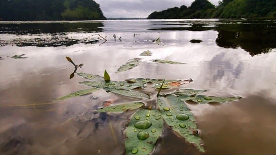 Ein Blatt auf dem einzelne Wassertropfen sind schwimmt auf einem See. © Stefanie Rocek Foto: Stefanie Rocek