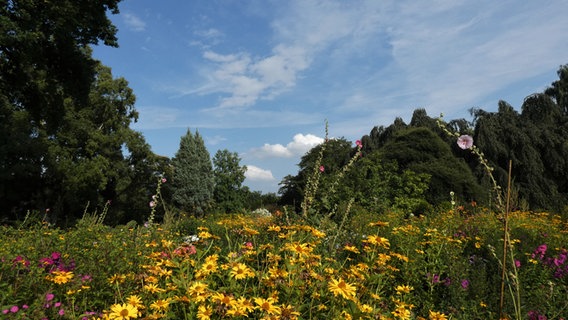 Eine Blütenpracht vor blauem Himmel im Arboretum in Ellerhoop. © NDR Foto: Hans-Jürgen von Hemm