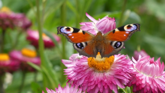 Ein Schmetterling ist auf einer Blume gelandet. © Cordula Sönnichsen Foto: Cordula Sönnichsen