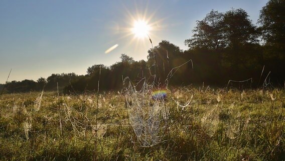 Taubehangene Spinnenweben hängen auf den Gräsern im Großenrader Moor. © Thomas Beller Foto: Thomas Beller