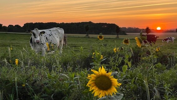Einige Kühe stehen hinter Sonnenblumen auf der Weide. © Ulrich Weber Foto: Ulrich Weber