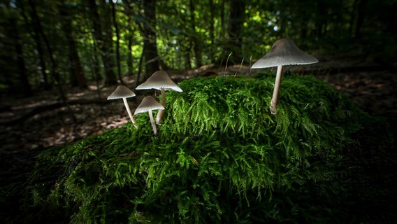 Pilze wachsen auf einem abgestorbenen Baum im Wald. © Steffen Rietig Foto: Steffen Rietig