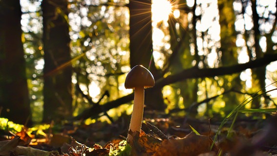 Ein Pilz steht im Wald und wird von der Sonne angeleuchtet. © Thomas Beller Foto: Thomas Beller