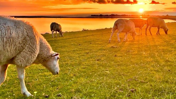 Mehrere Schafe grasen am Wasser vor dem Sonnenuntergang. © Sven Suermann Foto: Sven Suermann
