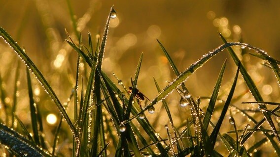 Zu sehen sind nasse Grashalme, auf denen ein Insekt sitzt. Die Tautropfen glitzern in der Sonne. © Christina-Isabelle Bahr Foto: Christina-Isabelle Bahr