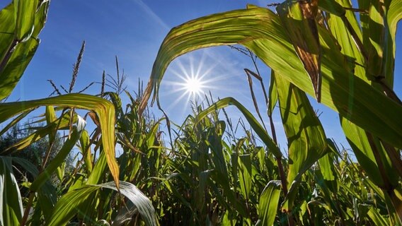 Durch die Blätter einiger Maispflanzen wurde aus der Froschperspektive in den blauen Himmel und in die strahlende Sonne fotografiert. © Ralf Denguth Foto: Ralf Denguth