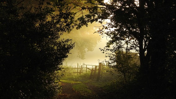 Ein von Bäumen umrahmter Weg führt an einem Zaun vorbei. In der Luft hängt Nebel, der von der Sonne angestrahlt wird. © Anett Wiese Foto: Anett Wiese