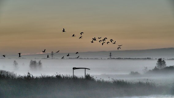 Kraniche fliegen über nebelbehangene Felder im Hintergrund sind Strommasten zu sehen. ©  Sünje Doose Foto:  Sünje Doose