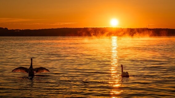 Zwei Schwäne auf einem der Plöner Seen. Der linke mit gespreizten Flügeln. Im Hintergrund geht gerade die Sonne auf. © Jens G. Kube Foto: Jens G. Kube