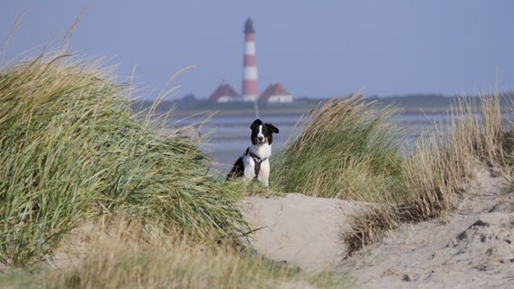 Ein Hund sitzt am Strand zwsichen den Dünen, im Hintergrund der Westerhever Leuchtturm. © Horst Klimmek Foto: Horst Klimmek