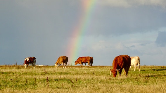 Mehrere Rinder grasen vor einem Regenbogen auf einer Weide. © Irfan Celikay Foto: Irfan Celikay