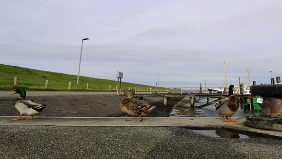 Drei Enten beim Spaziergang im Hafen von Wyk auf Föhr.  Foto: Astrid Zierke